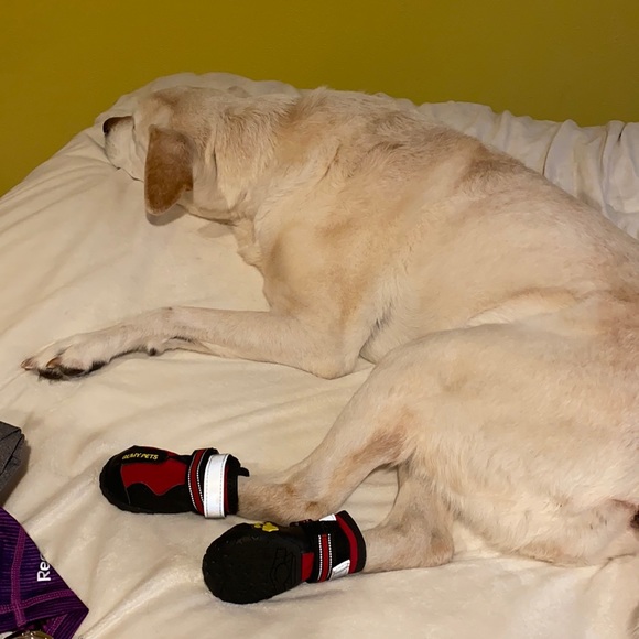 Doggie shoes- size 5 with rubber soles - Picture 3 of 15